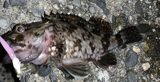 f:id:tengudo_staff:20191213124409j:plain