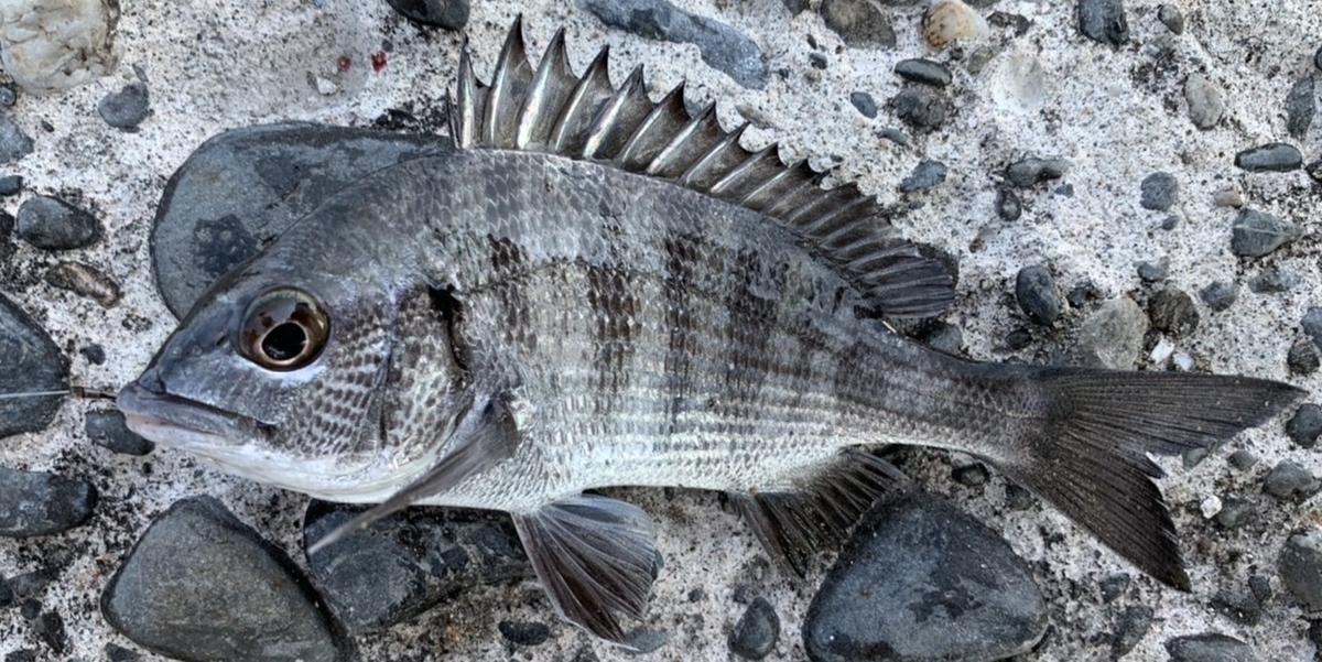 釣り ブログ 湖 浜名 うなぎ釣り １発目