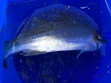 f:id:tengudo_staff:20200328125708j:plain