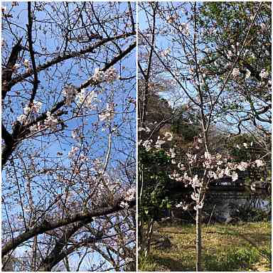 f:id:tengudo_staff:20200328130919j:plain