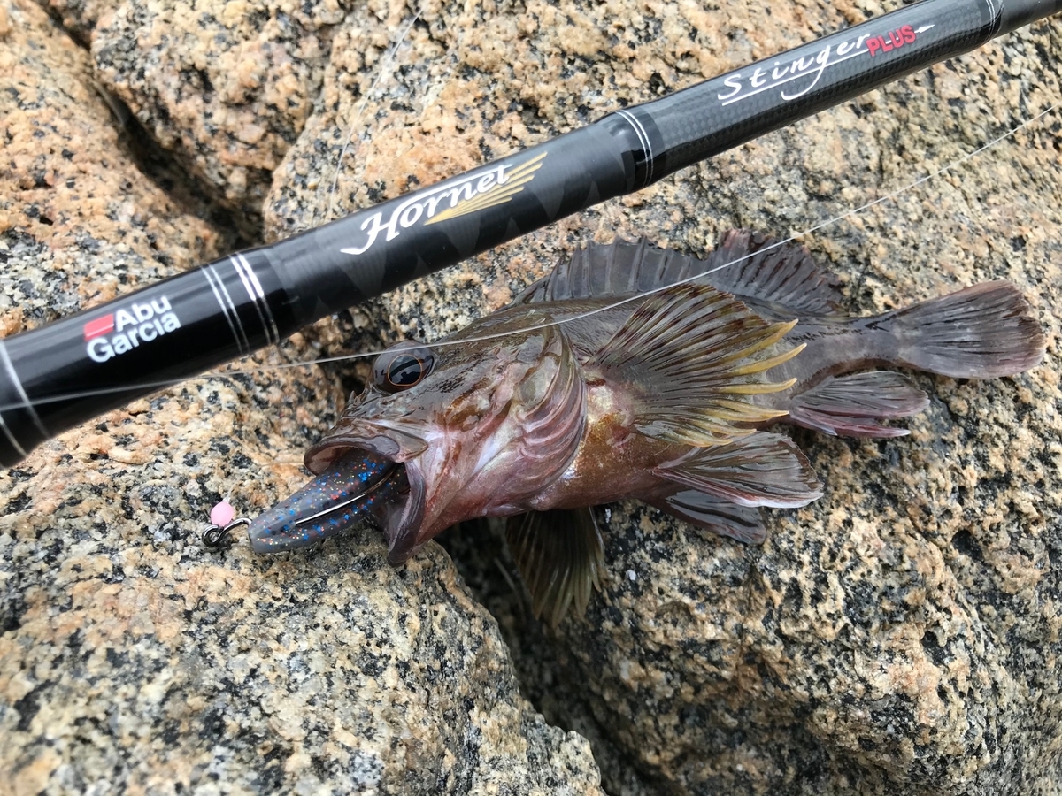 幡豆 吉良 ロックフィッシュ釣果情報 From 西尾店 天狗堂スタッフによる釣りブログ