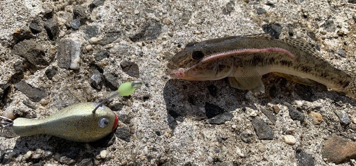 三河湾 ハゼ釣り ささめ 謎のあんこう 使ってみました From西尾店 天狗堂スタッフによる釣りブログ 三河湾 ハゼ釣り ささめ 謎のあんこう 使ってみました From西尾店 天狗堂スタッフによる釣りブログ
