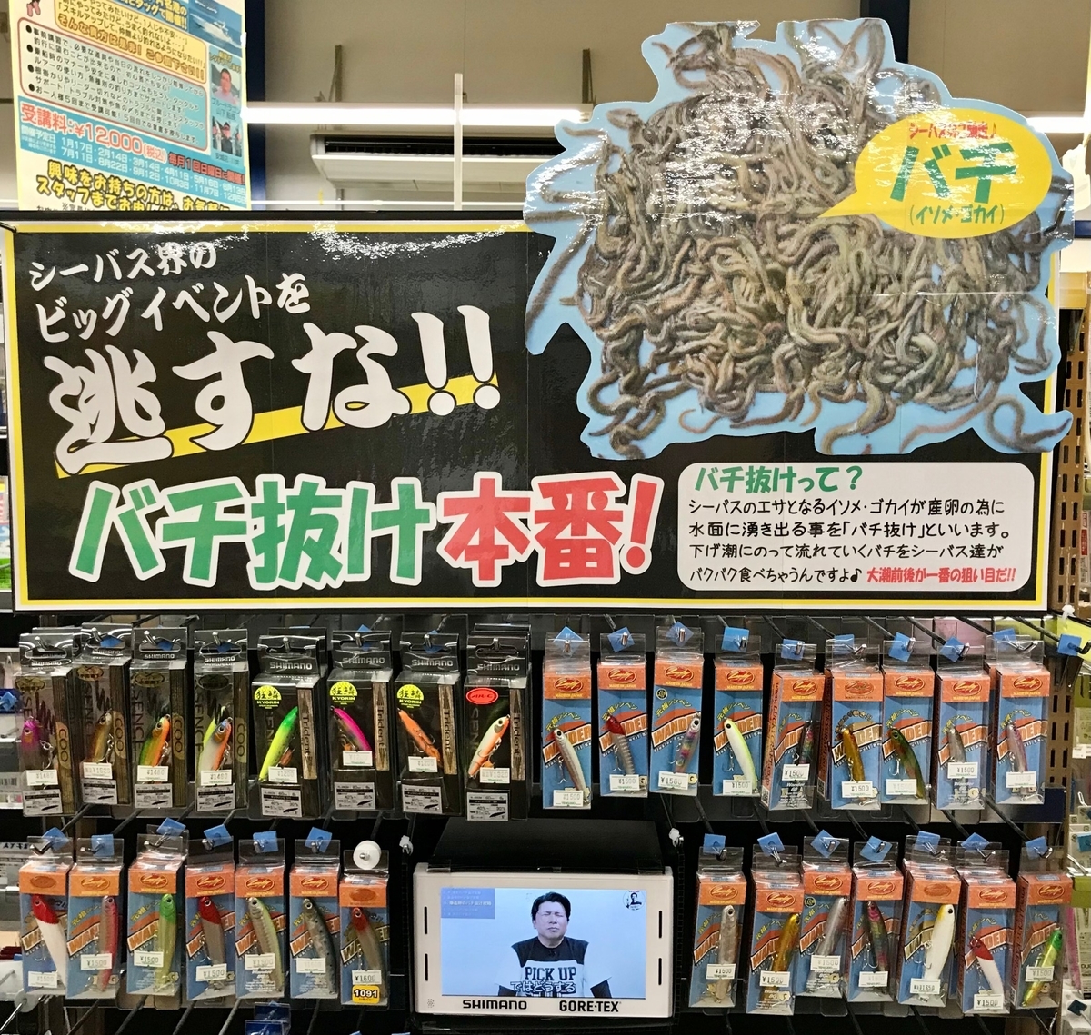衣浦シーバス 釣果報告 バチ抜け本番 岡崎大樹寺店 天狗堂スタッフによる釣りブログ