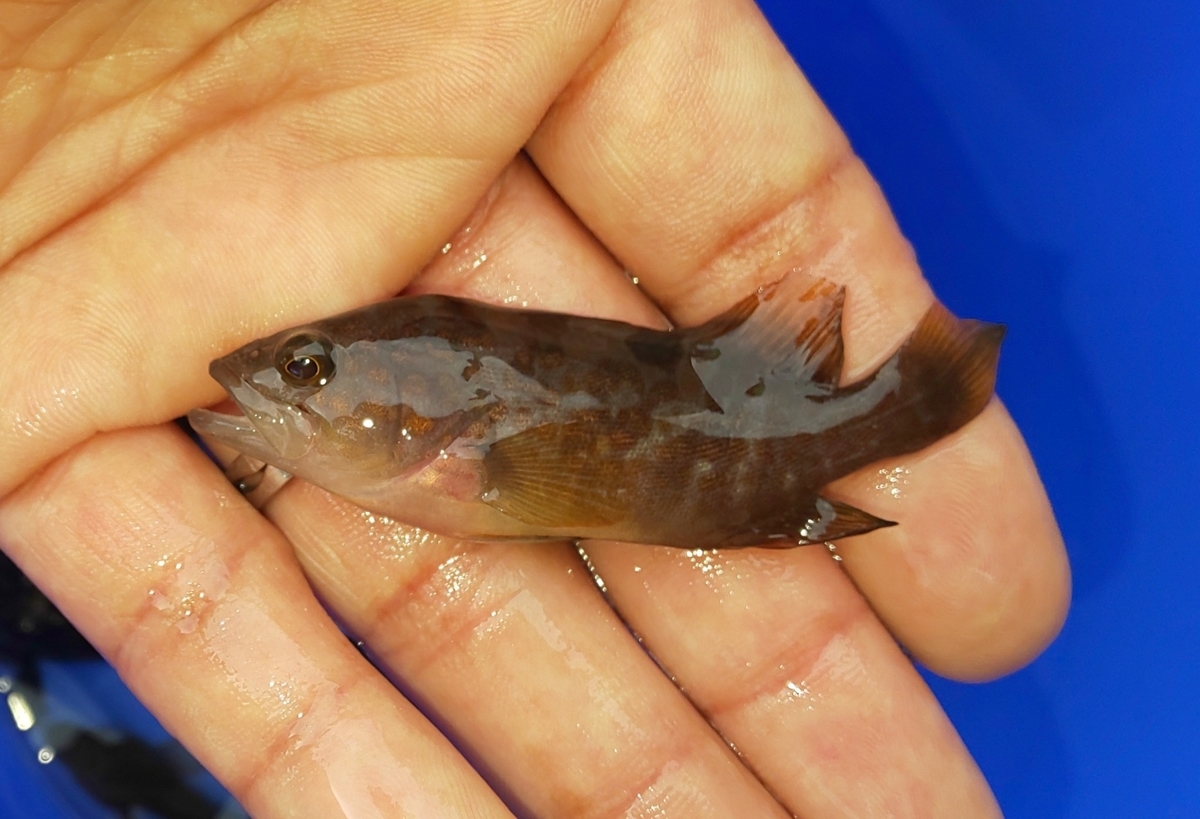 新舞子マリンパーク カサゴ キジハタ稚魚放流 天狗堂スタッフによる釣りブログ