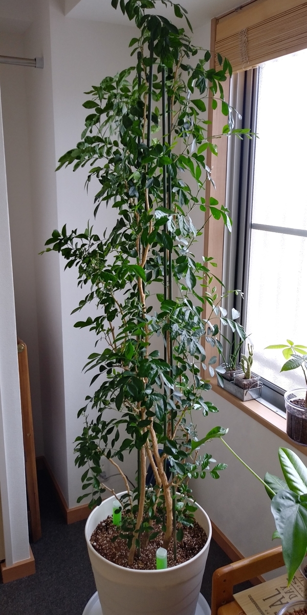 ゲッキツ ベタベタ 虫がウジャ からの復活 Teniburo S Diary