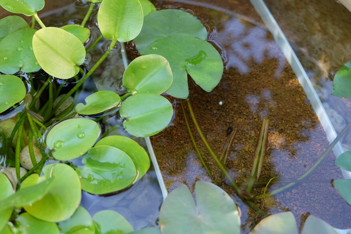 春の新作続々 ビオトープ ミズヒナゲシ 水辺植物 浮葉植物 ３ポット ウォーターポピー 水生植物