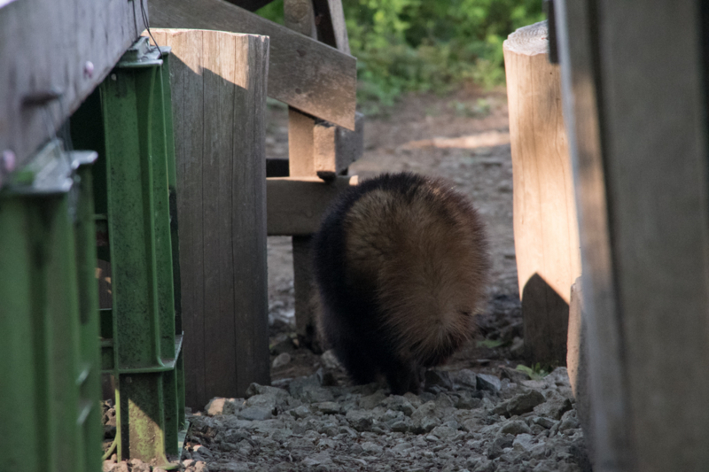 f:id:tenioso:20170604222846j:plain f:id:tenioso:20170604222846j:plain