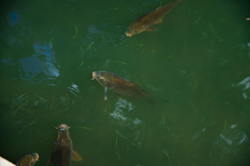 f:id:tenioso:20170902222133j:plain