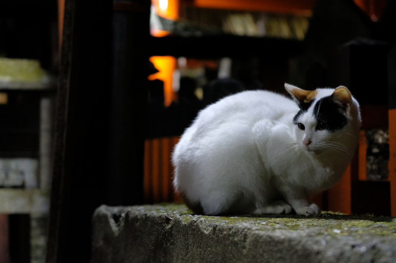 f:id:tenioso:20180108014921j:plain f:id:tenioso:20180108014921j:plain