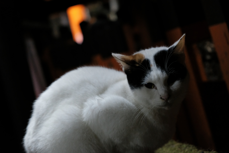 f:id:tenioso:20180108014923j:plain f:id:tenioso:20180108014923j:plain