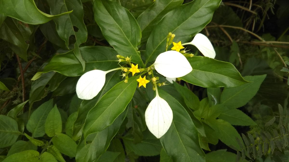 f:id:tenkai_kaiou:20190413145147j:plain