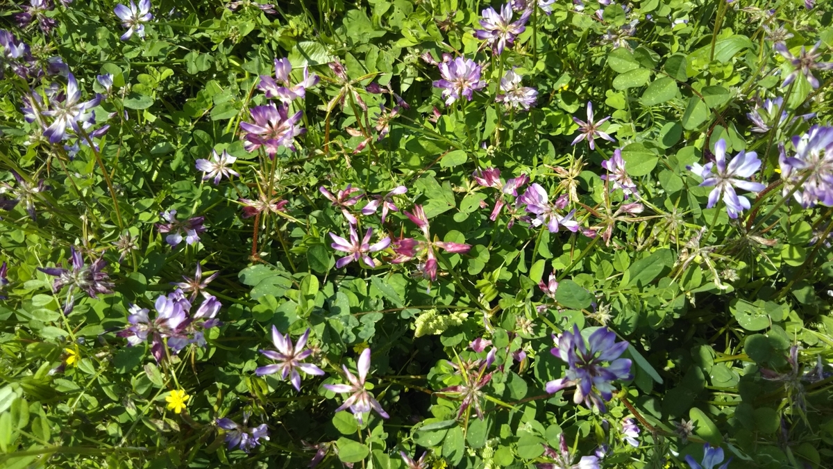 f:id:tenkai_kaiou:20190502110743j:plain