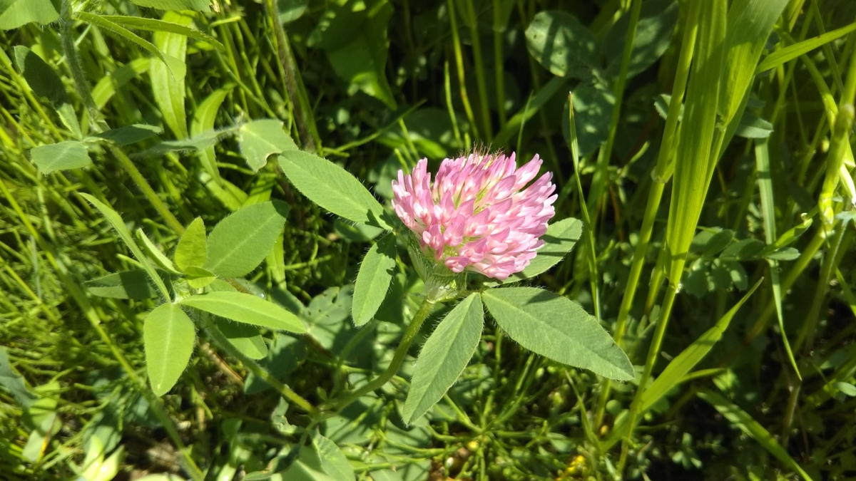 f:id:tenkai_kaiou:20190502111215j:plain