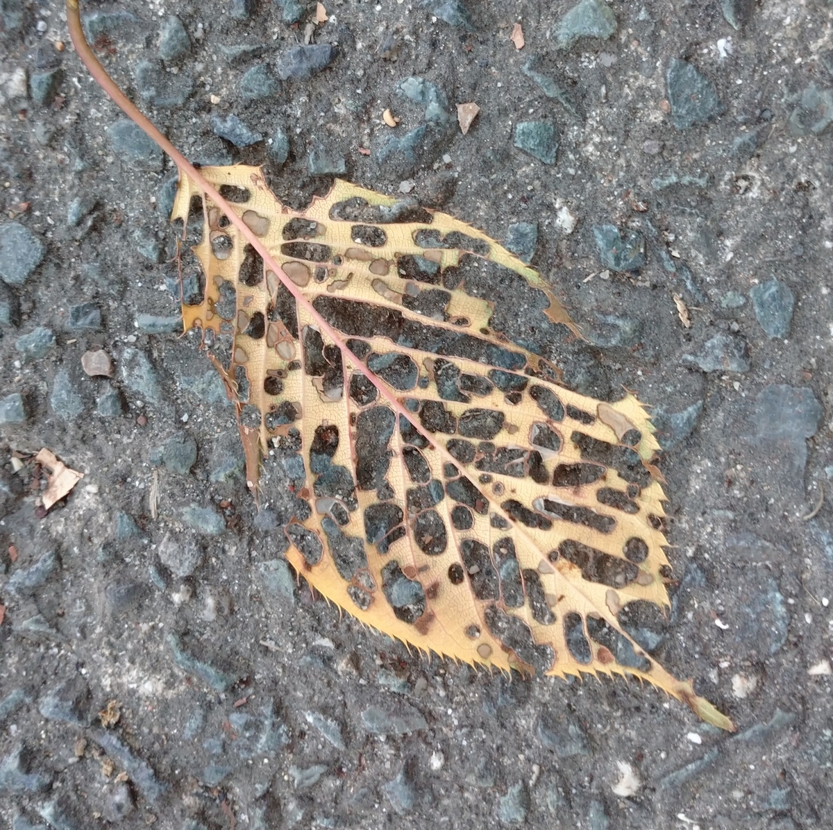 f:id:tenkai_kaiou:20191115151821j:plain