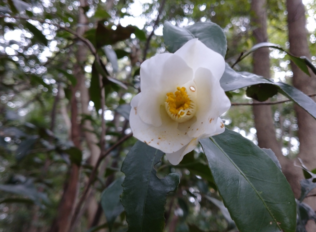 f:id:tenkai_kaiou:20200328121026j:plain