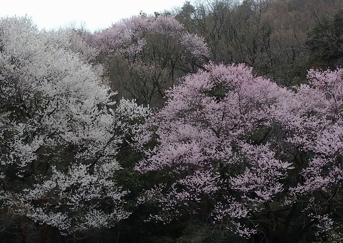 f:id:tenkai_kaiou:20200330091017j:plain