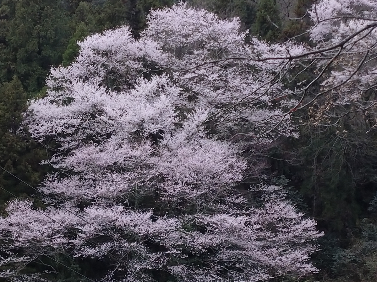 f:id:tenkai_kaiou:20200330091233j:plain