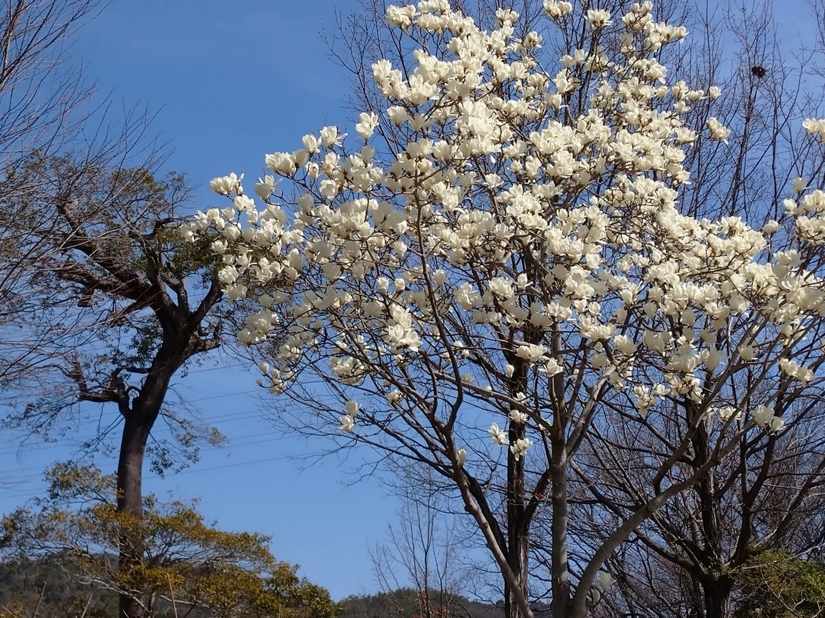 f:id:tenkai_kaiou:20210322120610j:plain