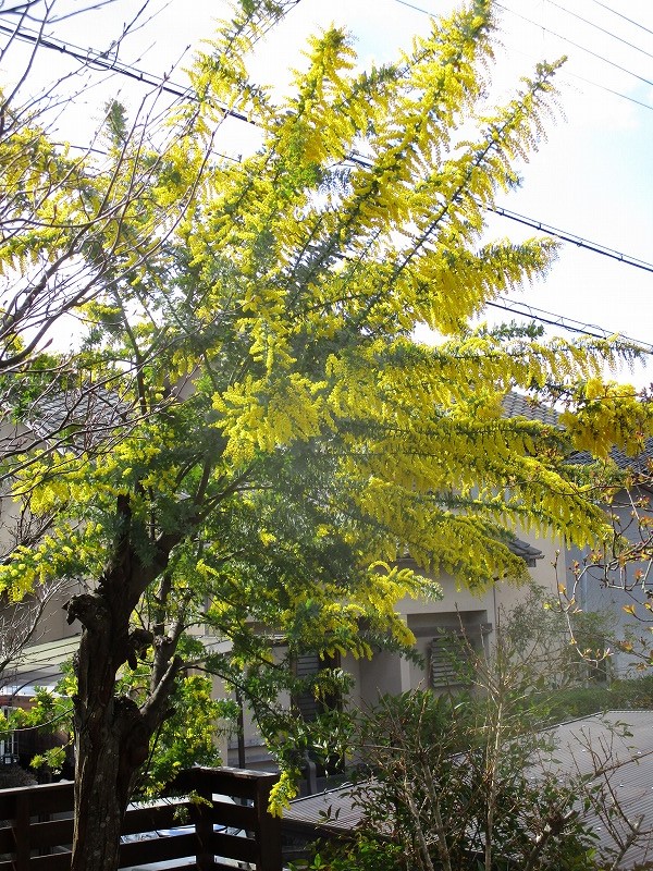 f:id:tenkufarm:20200320100131j:plain f:id:tenkufarm:20200320100131j:plain