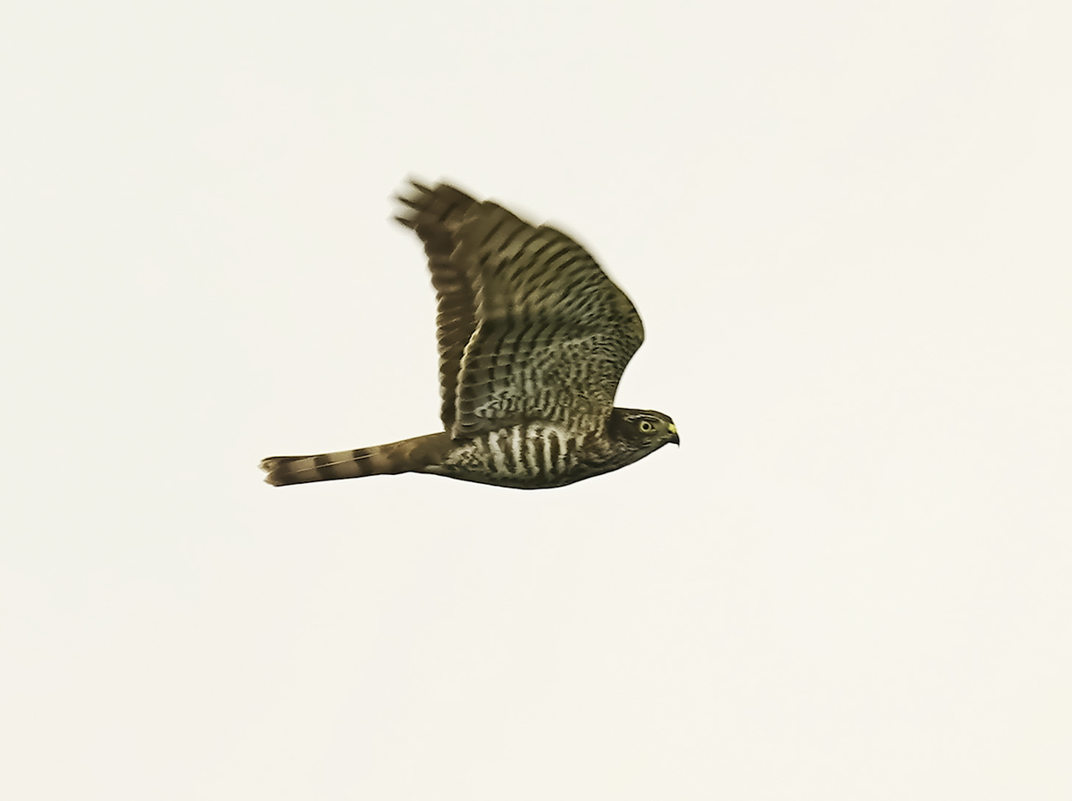 f:id:tenmokusan555:20190908233207j:plain