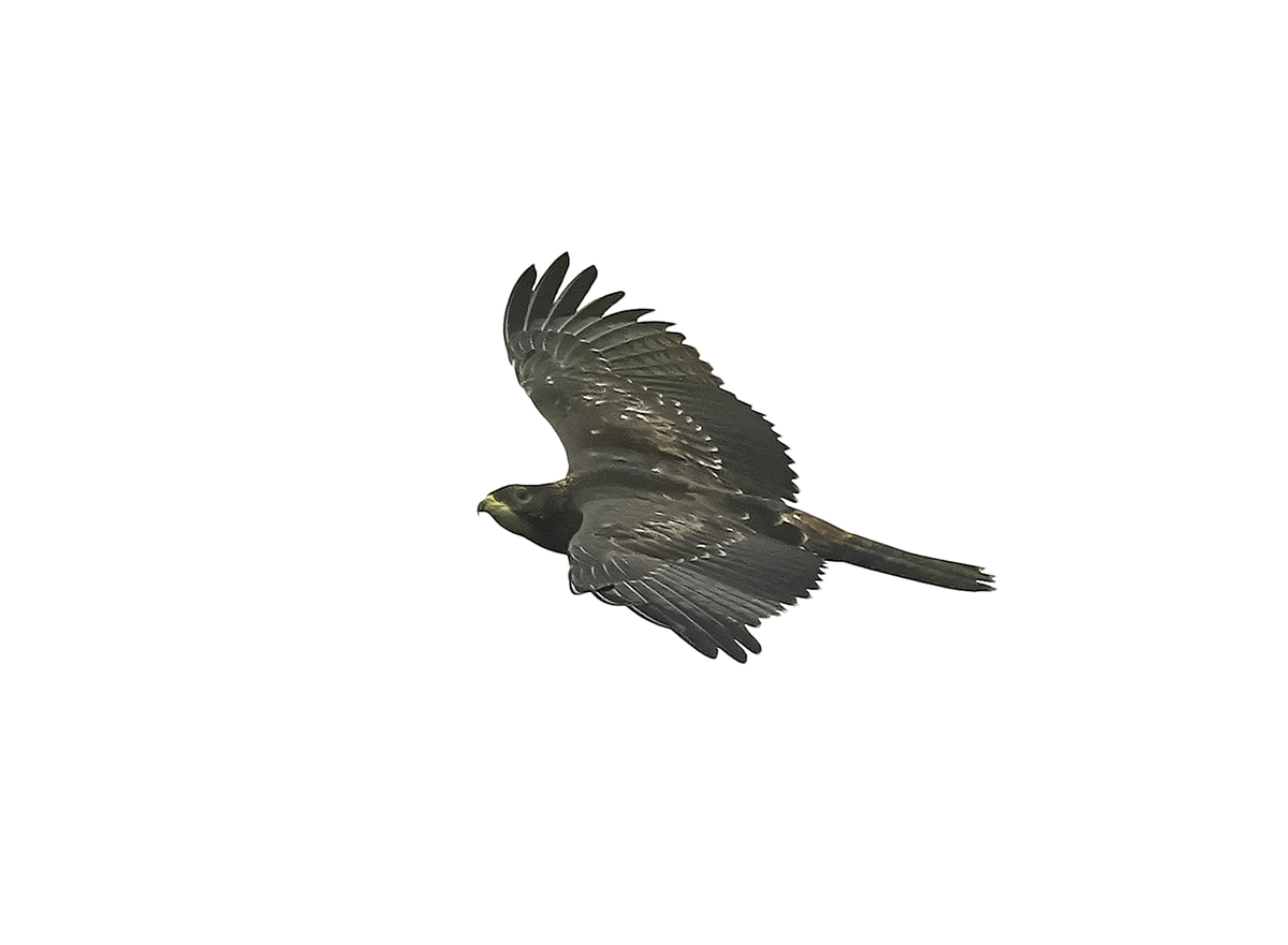 f:id:tenmokusan555:20190908233337j:plain