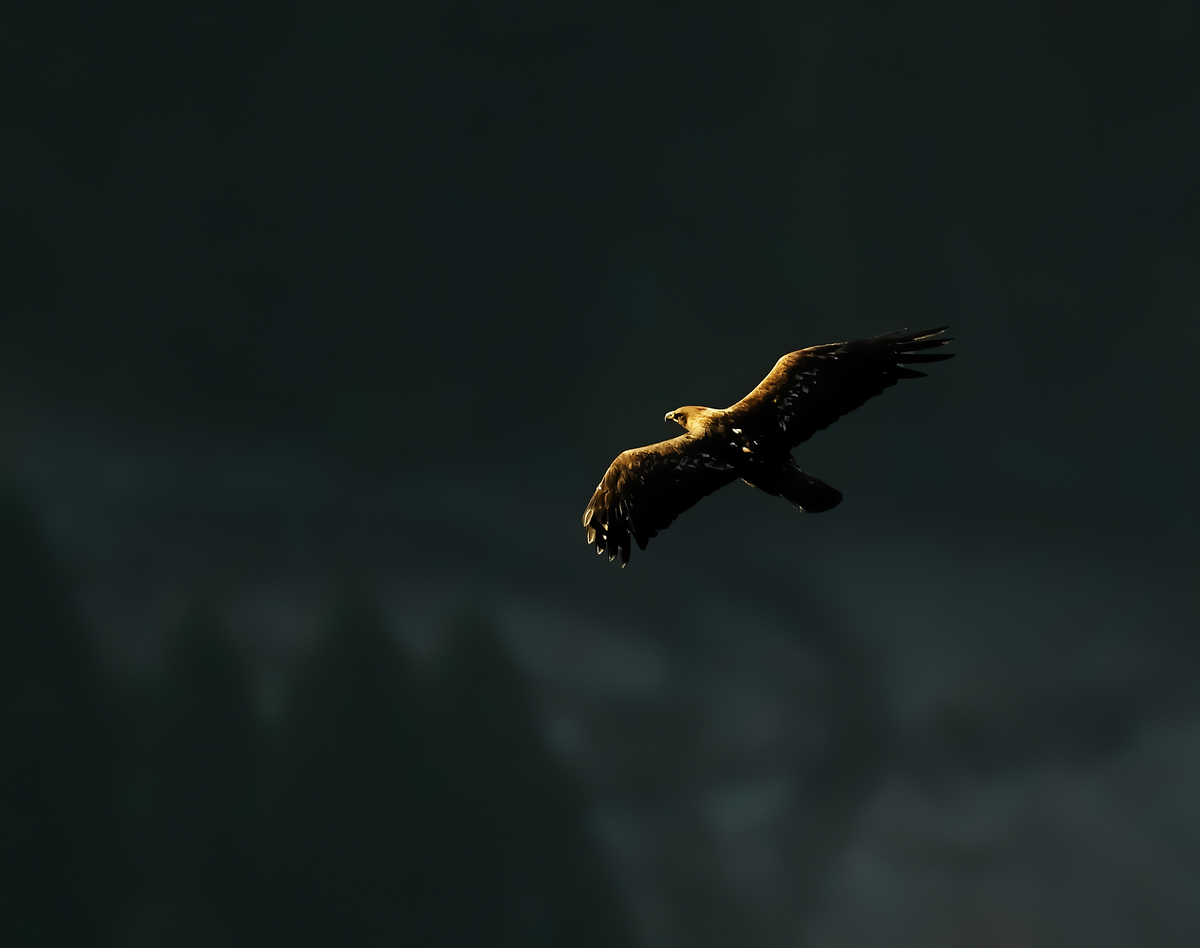 f:id:tenmokusan555:20190924082139j:plain