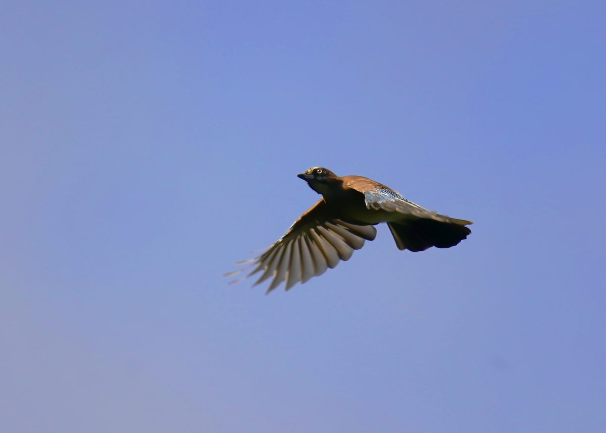 f:id:tenmokusan555:20190928084224j:plain