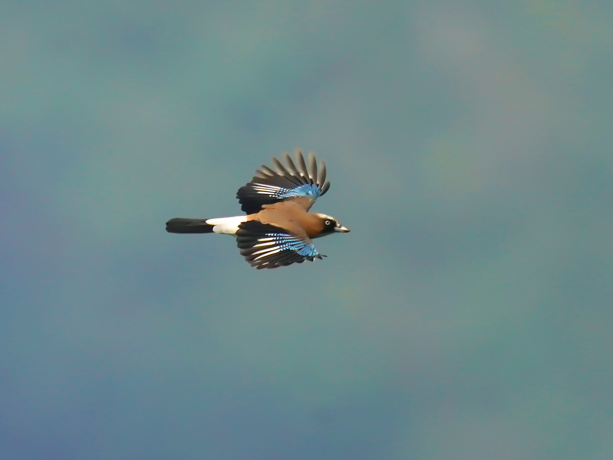 f:id:tenmokusan555:20190928084247j:plain