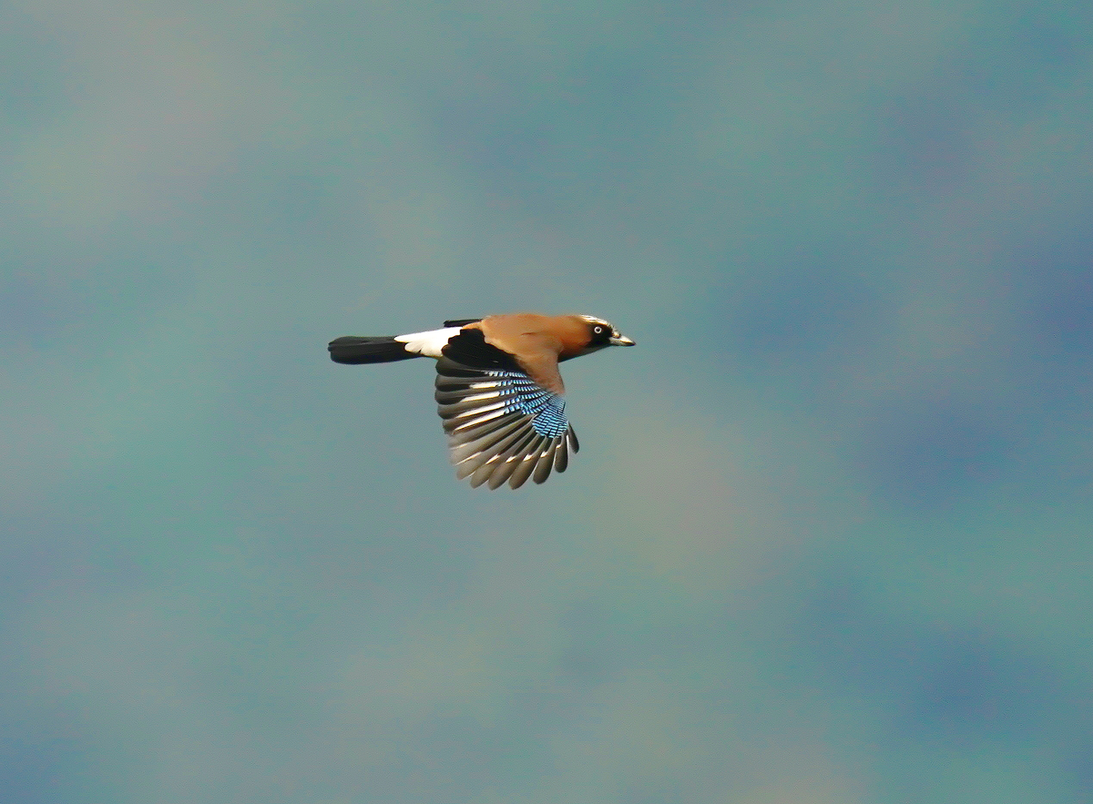 f:id:tenmokusan555:20190928084304j:plain