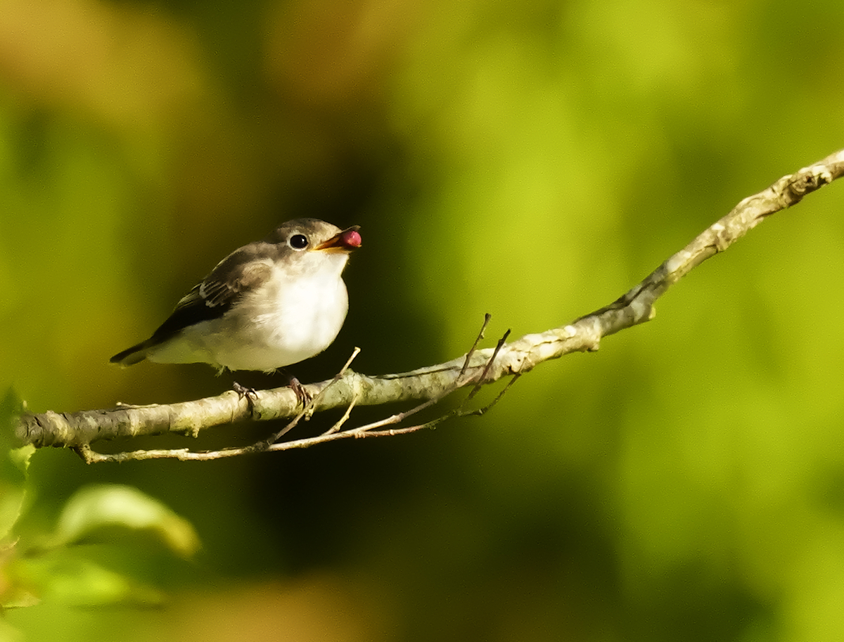 f:id:tenmokusan555:20190928084927j:plain