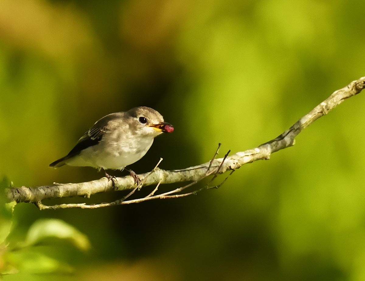 f:id:tenmokusan555:20190928084953j:plain