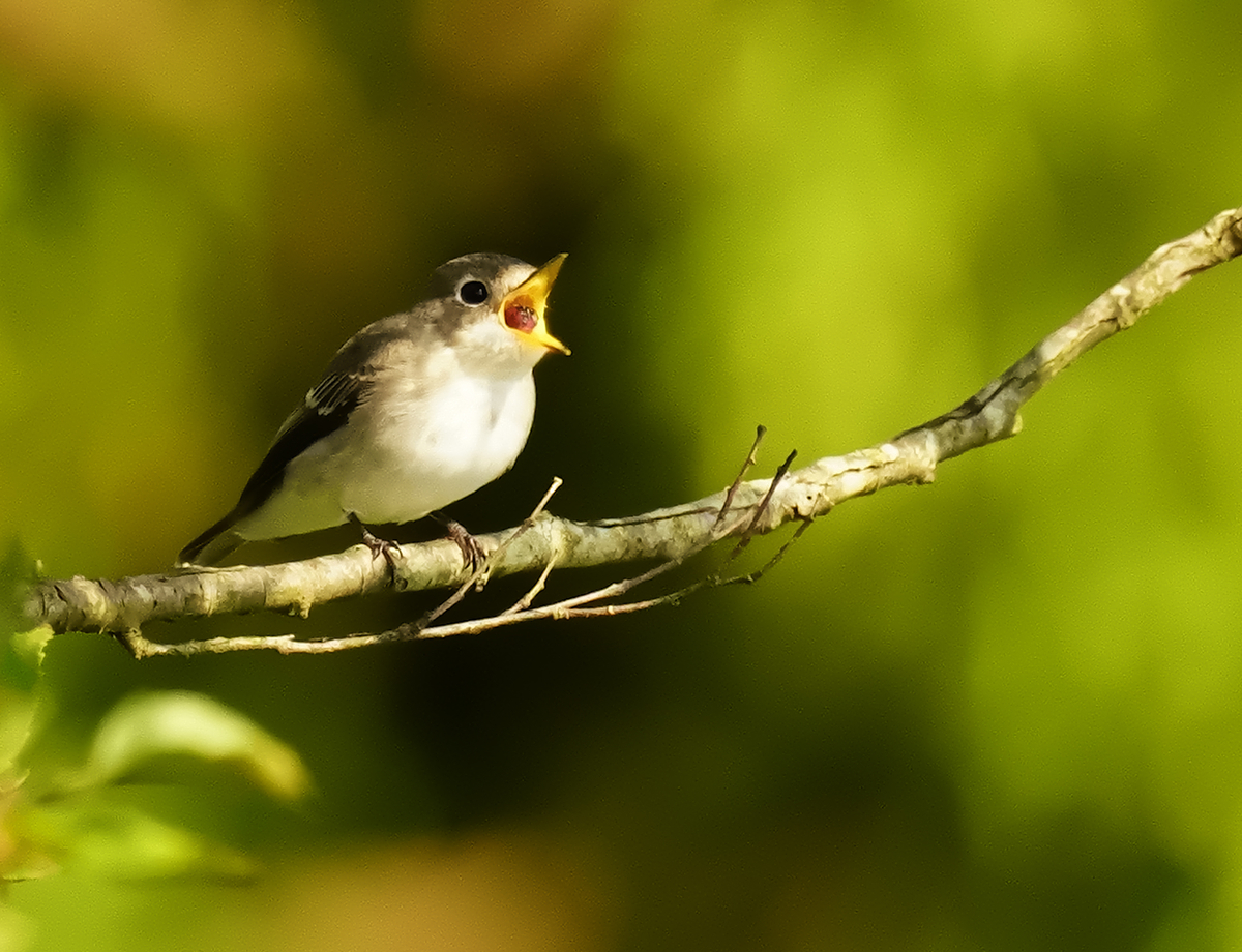 f:id:tenmokusan555:20190928085012j:plain