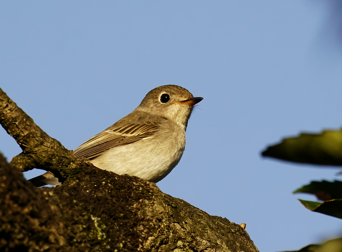 f:id:tenmokusan555:20190928085043j:plain