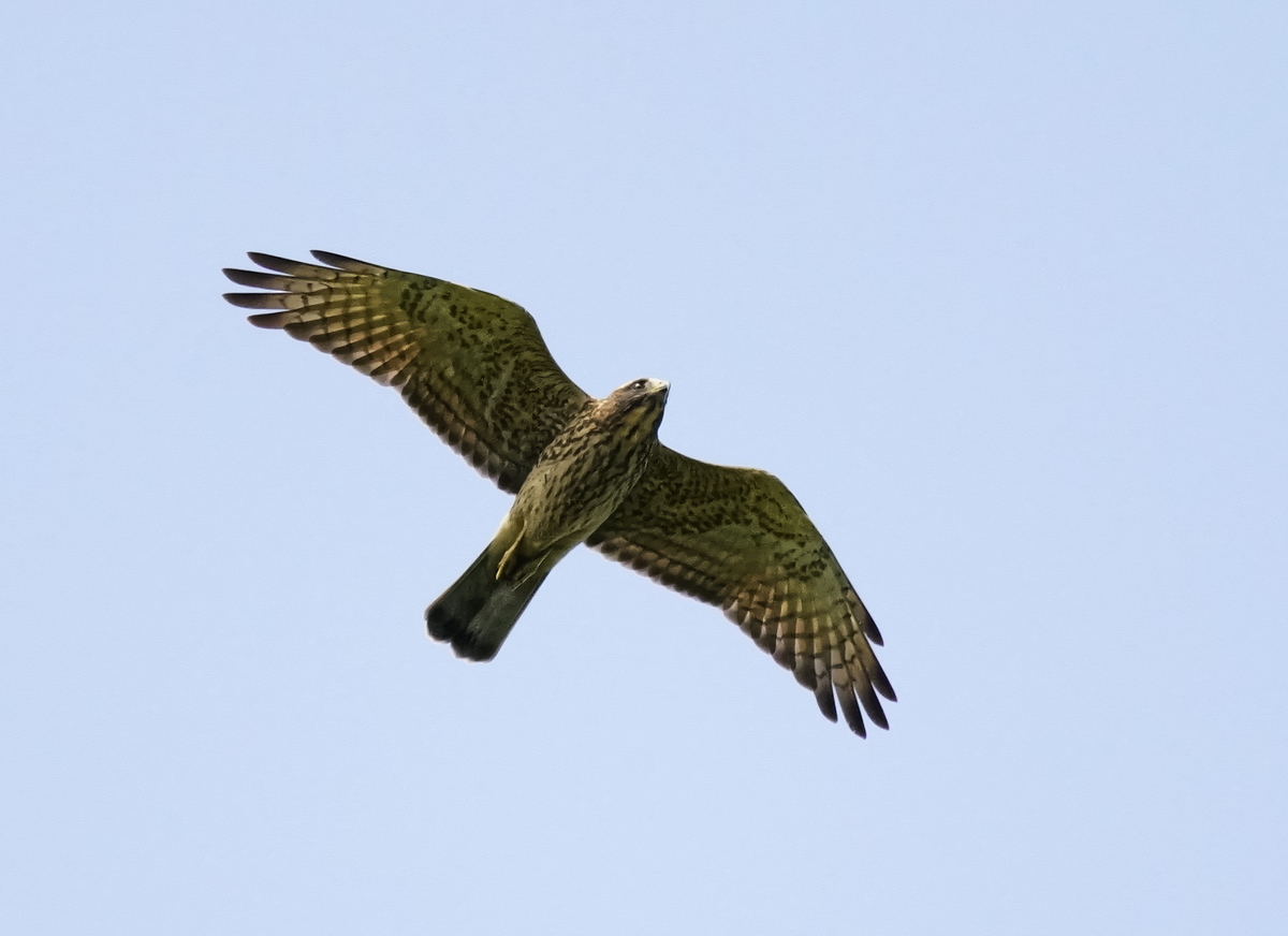 f:id:tenmokusan555:20190929065809j:plain f:id:tenmokusan555:20190929065809j:plain