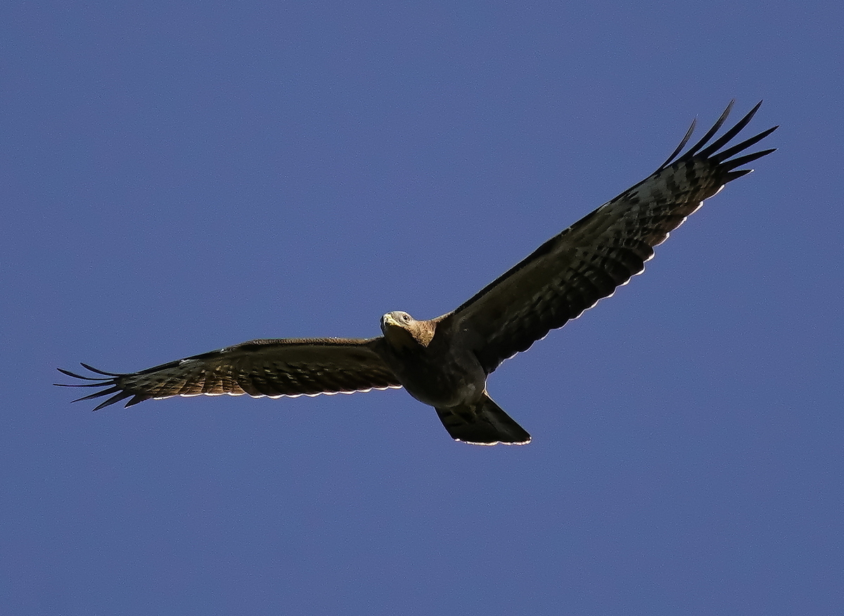 f:id:tenmokusan555:20190929065844j:plain f:id:tenmokusan555:20190929065844j:plain