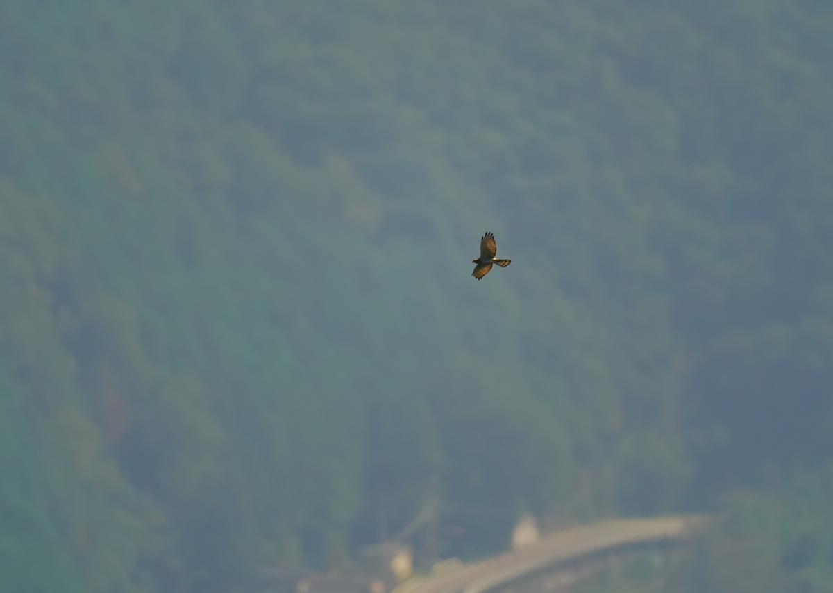 f:id:tenmokusan555:20190930103548j:plain f:id:tenmokusan555:20190930103548j:plain