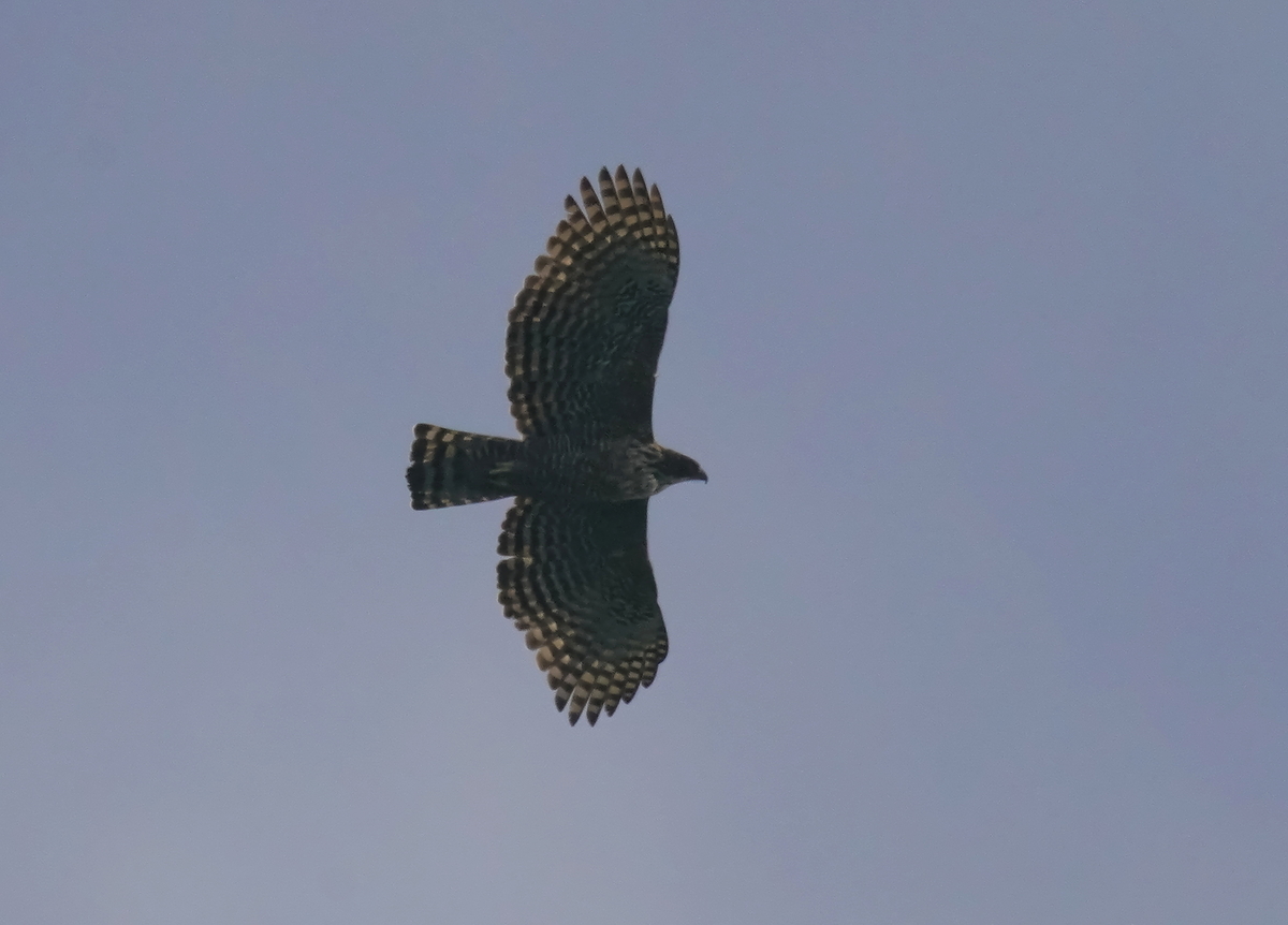 f:id:tenmokusan555:20190930104705j:plain f:id:tenmokusan555:20190930104705j:plain