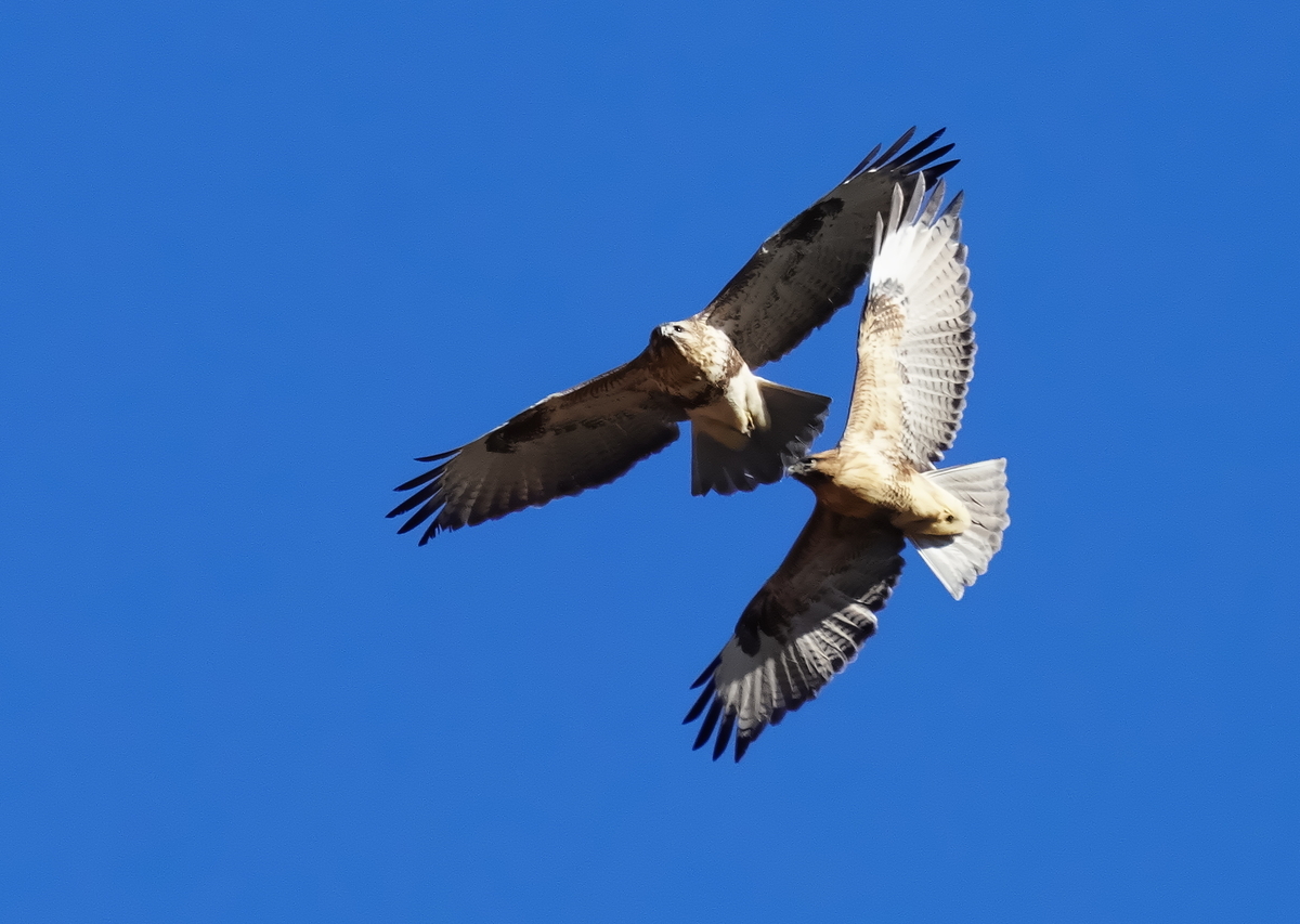 ʕ*ʔ様 ロメオ No.3 日本の稀鳥 犬鷲 イヌワシ （狗鷲） Golden Eagle (Aquila chrysaetos) - 野鳥