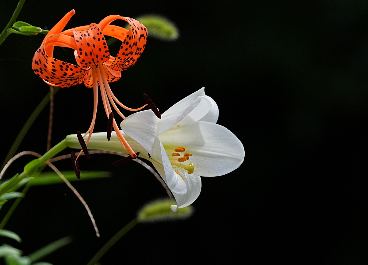 百合が咲いた・・・。 - tenmokusan555の日記 / 祖新六四の花鳥風月