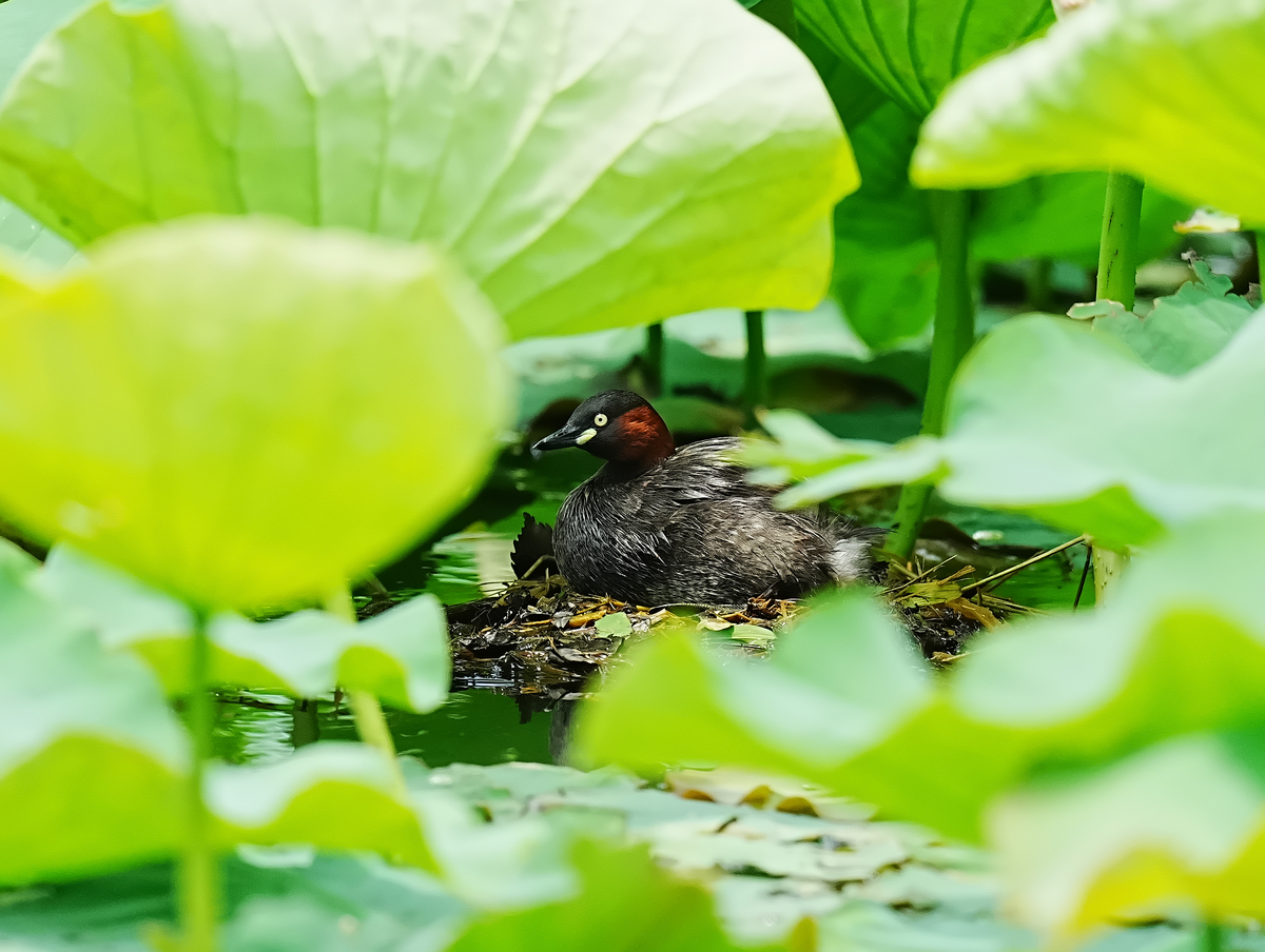 水鳥ツガイ カイツブリ(2023.07.09) - 日本の野鳥識別図鑑