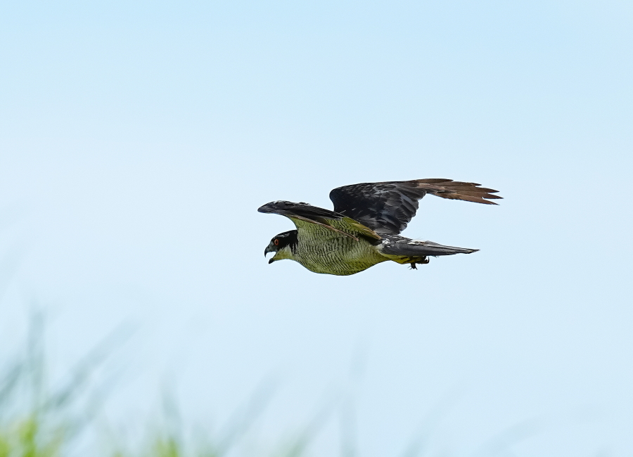 オオタカ成鳥・蝉・蜻蛉・蝶など見た物画像。 - tenmokusan555の