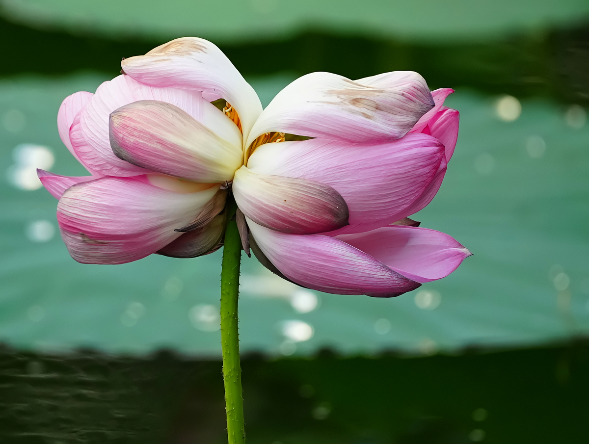 くし　旧蔵　紗音　蓮の花 くし 旧蔵 紗音 蓮の花 - その他