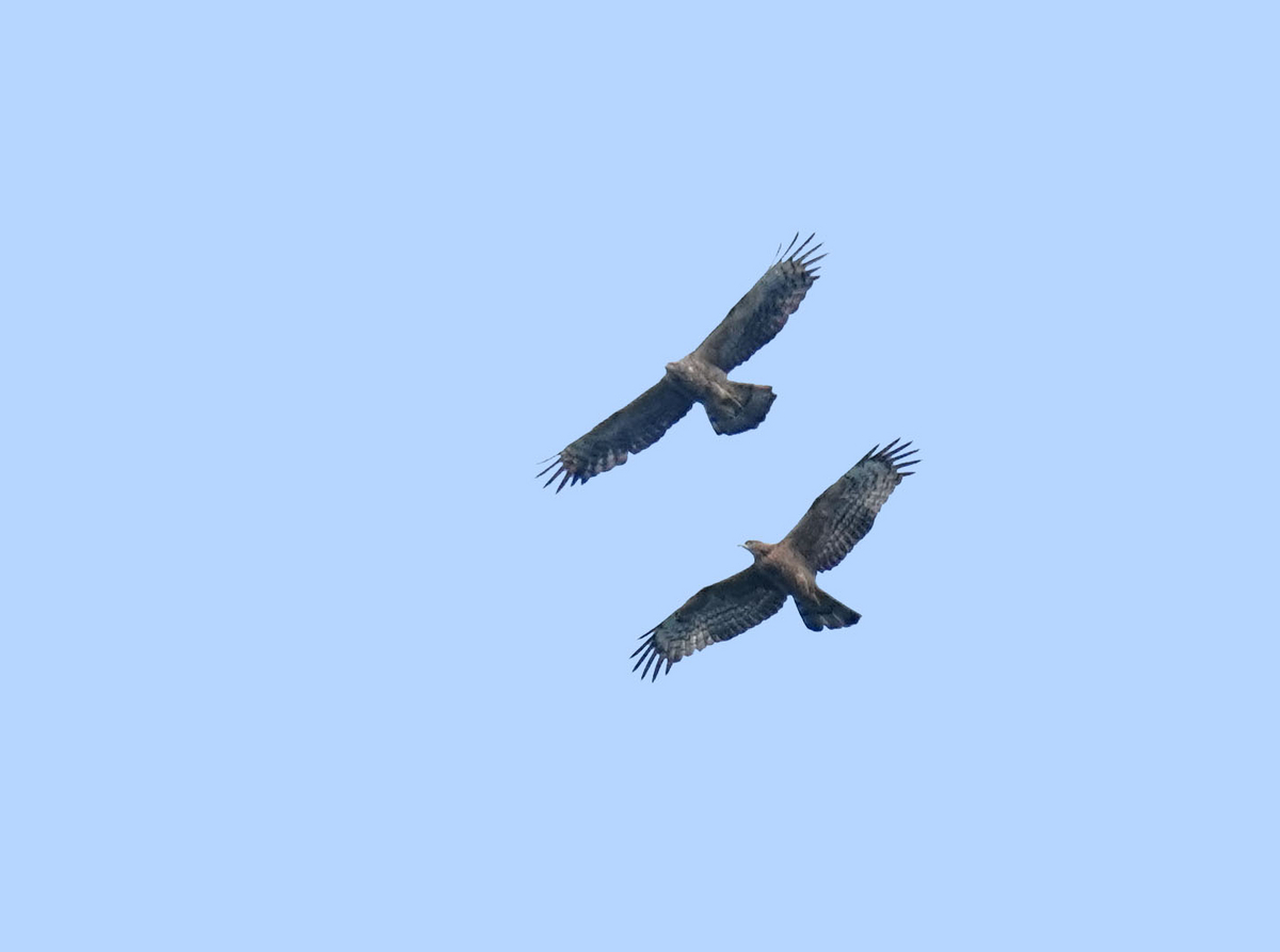 鳥の羽　ハチクマの羽　弓道 615E1Nn79-L._UF350,350_QL50_.jpg