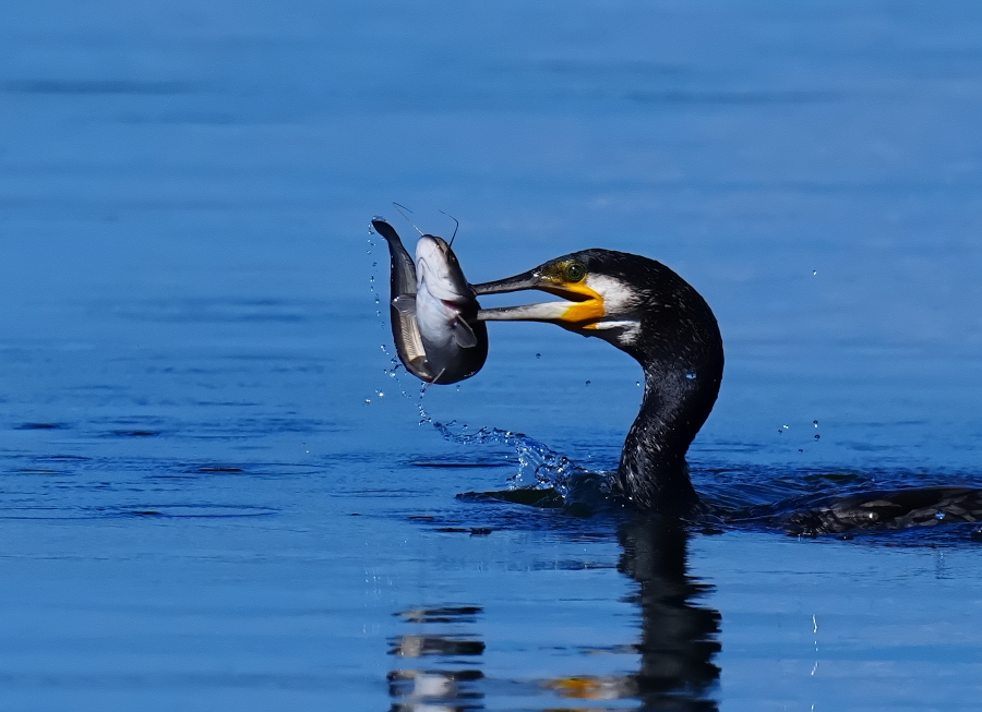 根付　色々　動物　魚　鳥　などなど　送料無料 根付 色々 動物 魚 鳥 などなど 送料無料 根付 色々 動物 魚 鳥