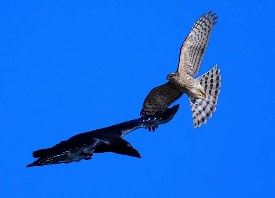 最強寅の日✖️鳳凰日☆白蛇頭と特大梟の最強波動オルゴナイト 巳の日☆最強金☆特☆化☆白蛇頭2亀の甲羅入り最強☆波動