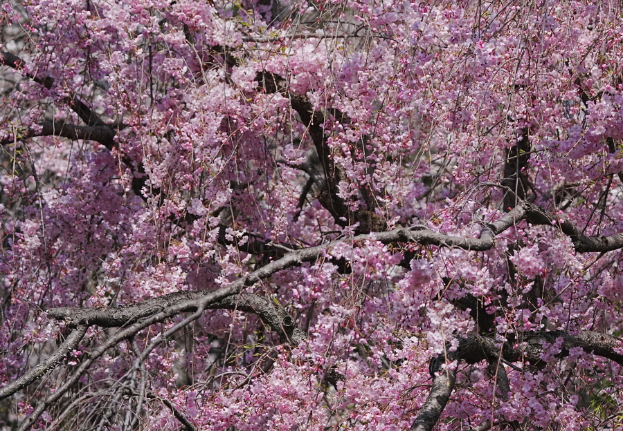 公園の春、桜＆カワセミ魚銜えて通り過ぎ飛翔。 - tenmokusan555