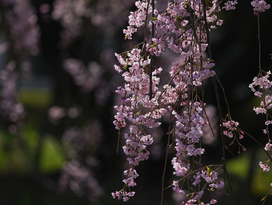 公園の春、桜＆カワセミ魚銜えて通り過ぎ飛翔。 - tenmokusan555