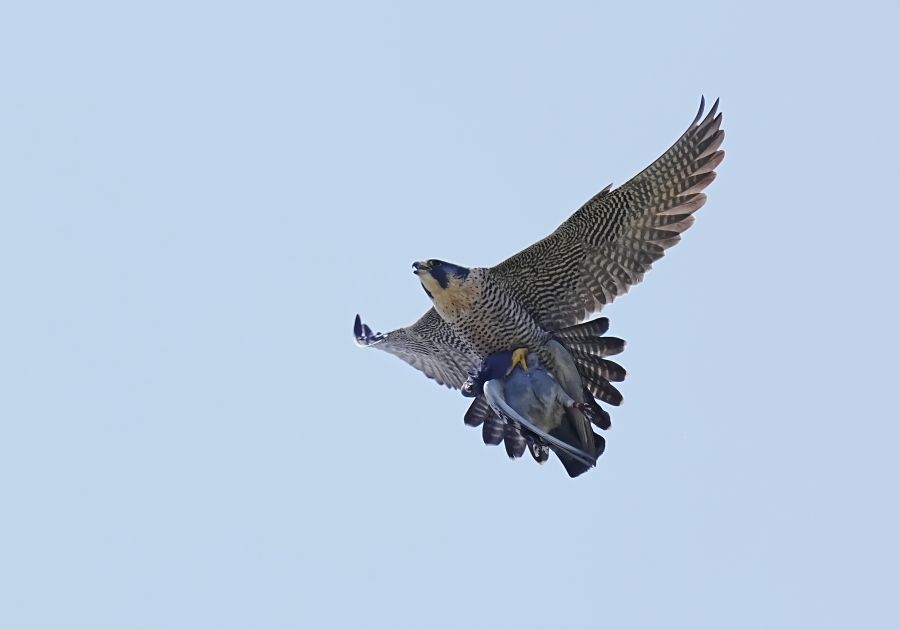 久し振りのハヤブサの獲物掴み飛翔。 - tenmokusan555の日記