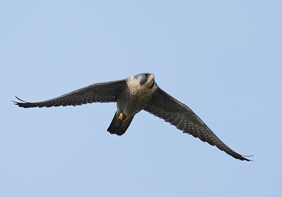 そして不死鳥はよみがえる ハヤブサ降臨 Amazon.co.jp: ハヤブサ降臨そして不死鳥はよみがえる