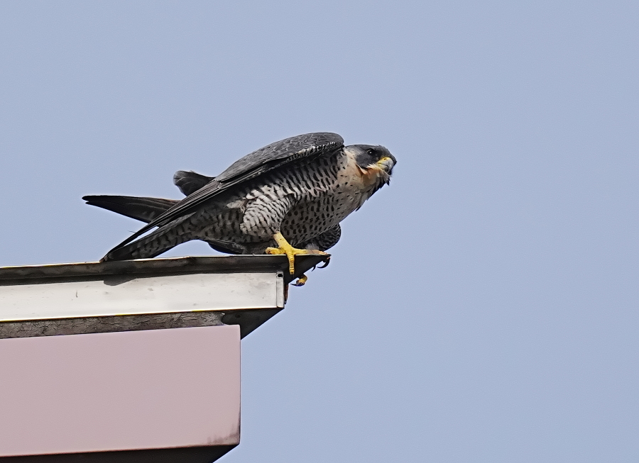 そして不死鳥はよみがえる ハヤブサ降臨 ハヤブサ降臨そして不死鳥はよみがえる | ハヤブサ |本 | 通販